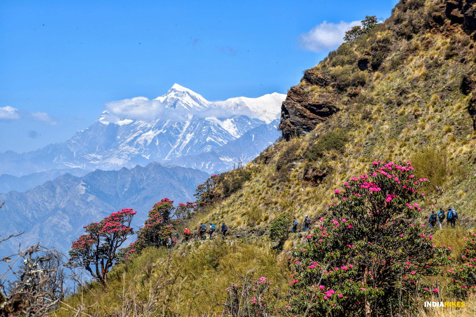 0f47846a 9b2f 4198 aadc 11394d21ff53 rhodos on trail khopra ridge nitesh kumar indiahikes