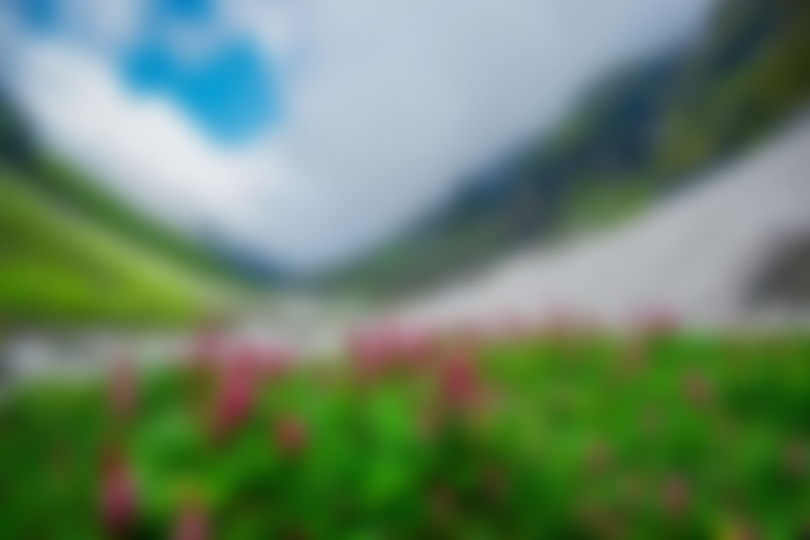 low-preview-24ba84fb 23e4 4288 ae22 f2aa0ec11fe7 hampta pass trek sachin srivastava wildflowers along the way