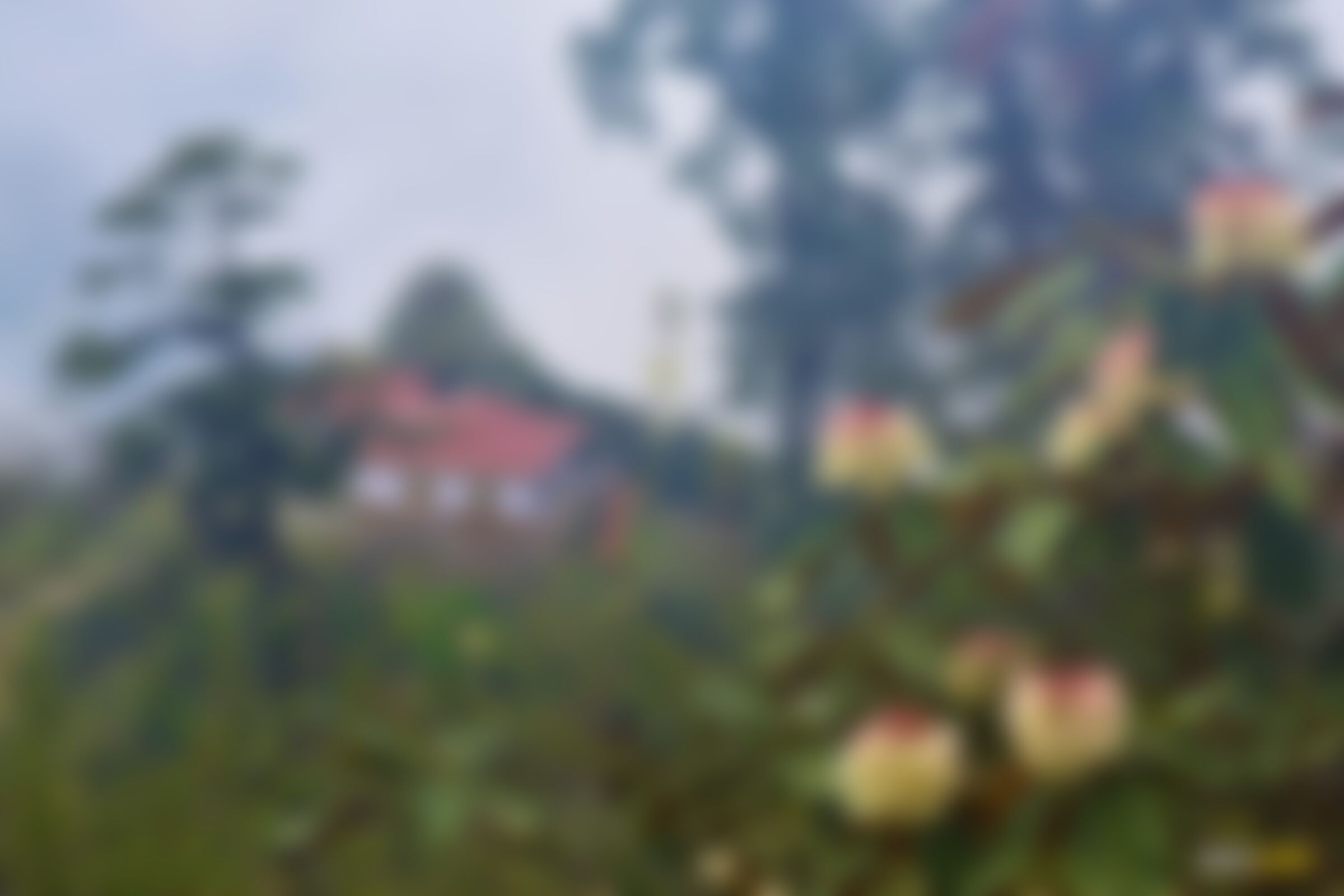 low-preview-55a5fc21 7b1c 4c29 b3b9 55d7d6a5714a goechala gcl sourav mukherjee rhododendrons with the monastery in backdrop at tshoka