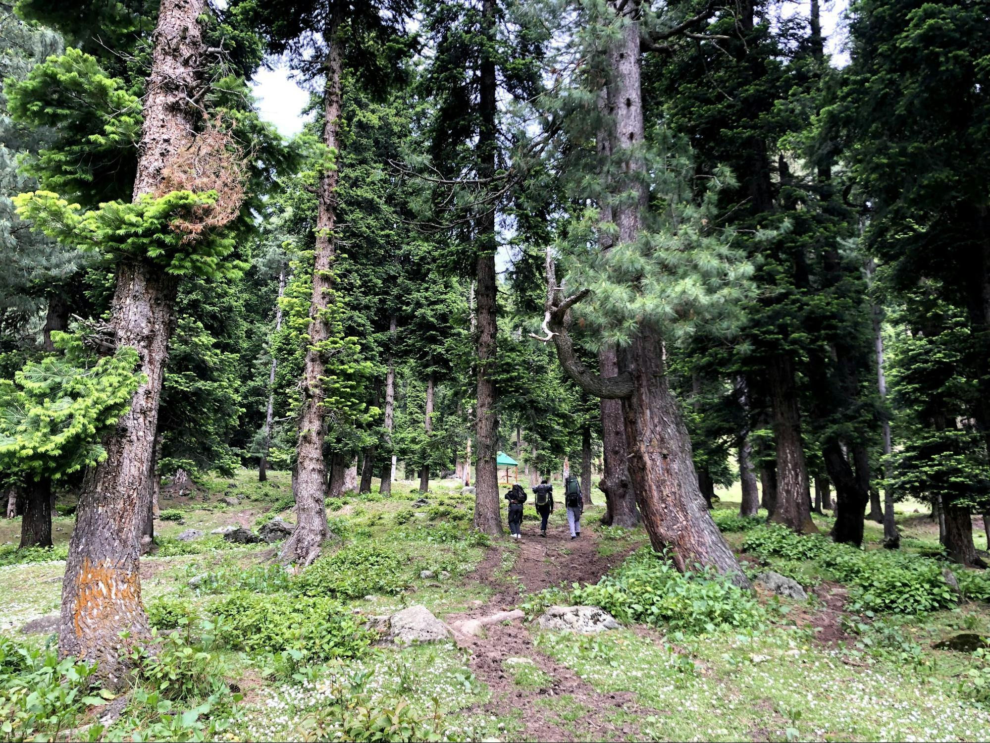 58bb0b60 9a8b 4063 9642 ae2c7dbe57e5 tulian lake trek aubaid shah indiahikes1