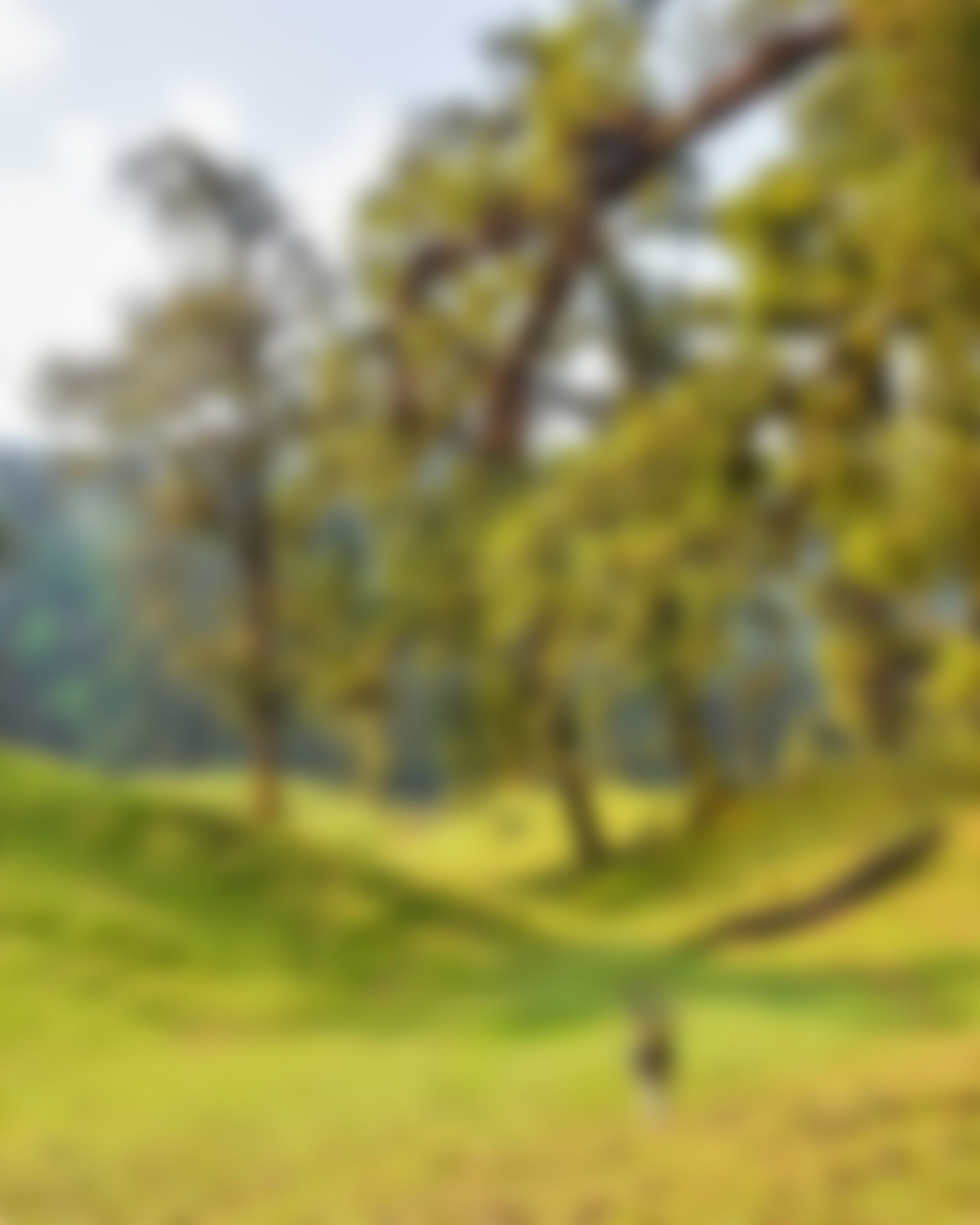 low-preview-6f48a8d0 48b3 4d55 b453 245cc128bbdd ranthan kharak nitesh kumar 2021 phone banner
