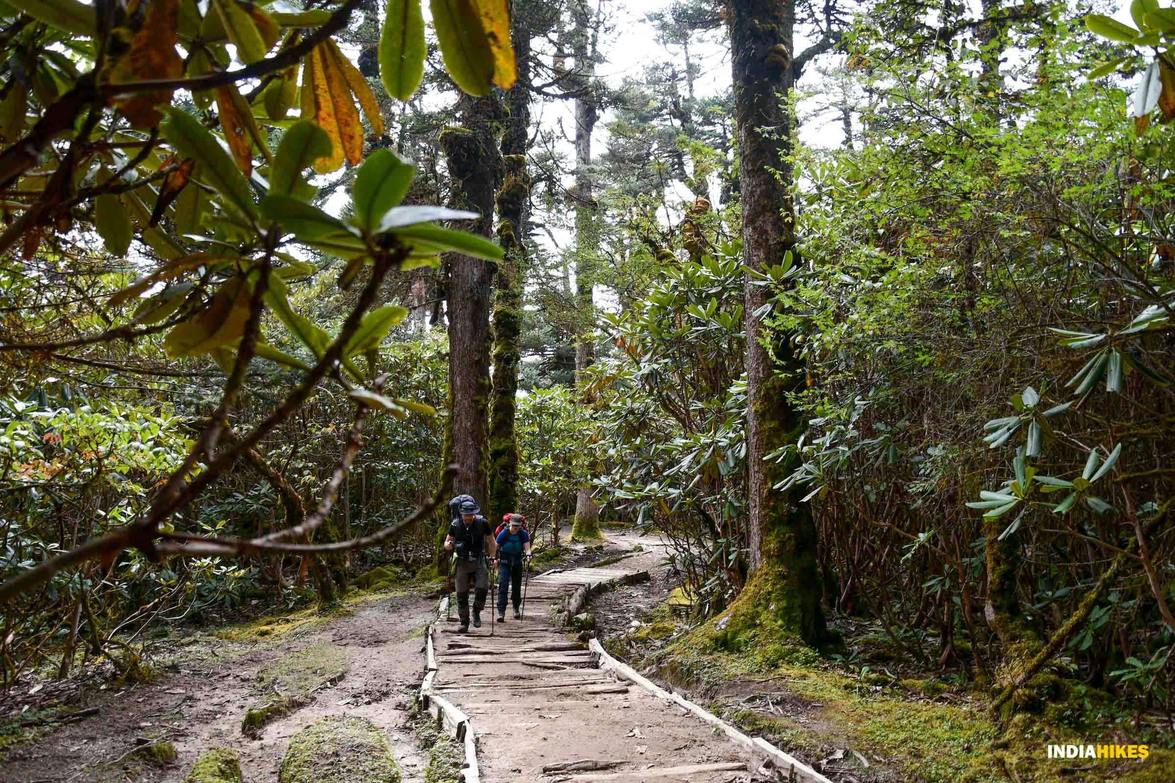 7960743d 9027 4b57 9412 7fe2c2d4035a goechala gcl samyak tshoka to dzongri rhododendron forest 