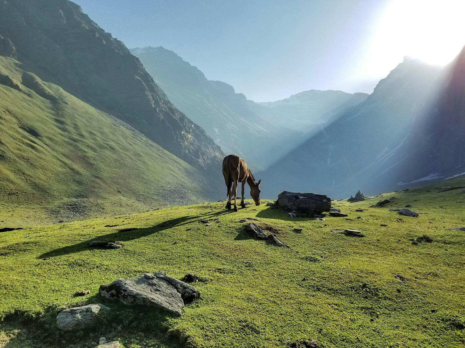 7e06432b 34c0 4920 af9c 4e530f91d718 rupin pass   vivek bagade   horse grazing in the early hours near lower waterfall