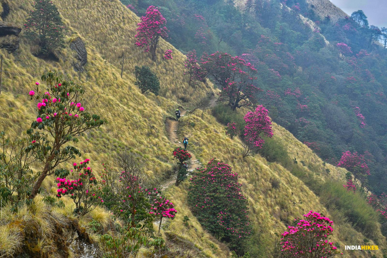 8a8450e4 4827 4092 bd6f ee37f2f20da4 rhodos  khopra ridge nitesh kumar indiahikes