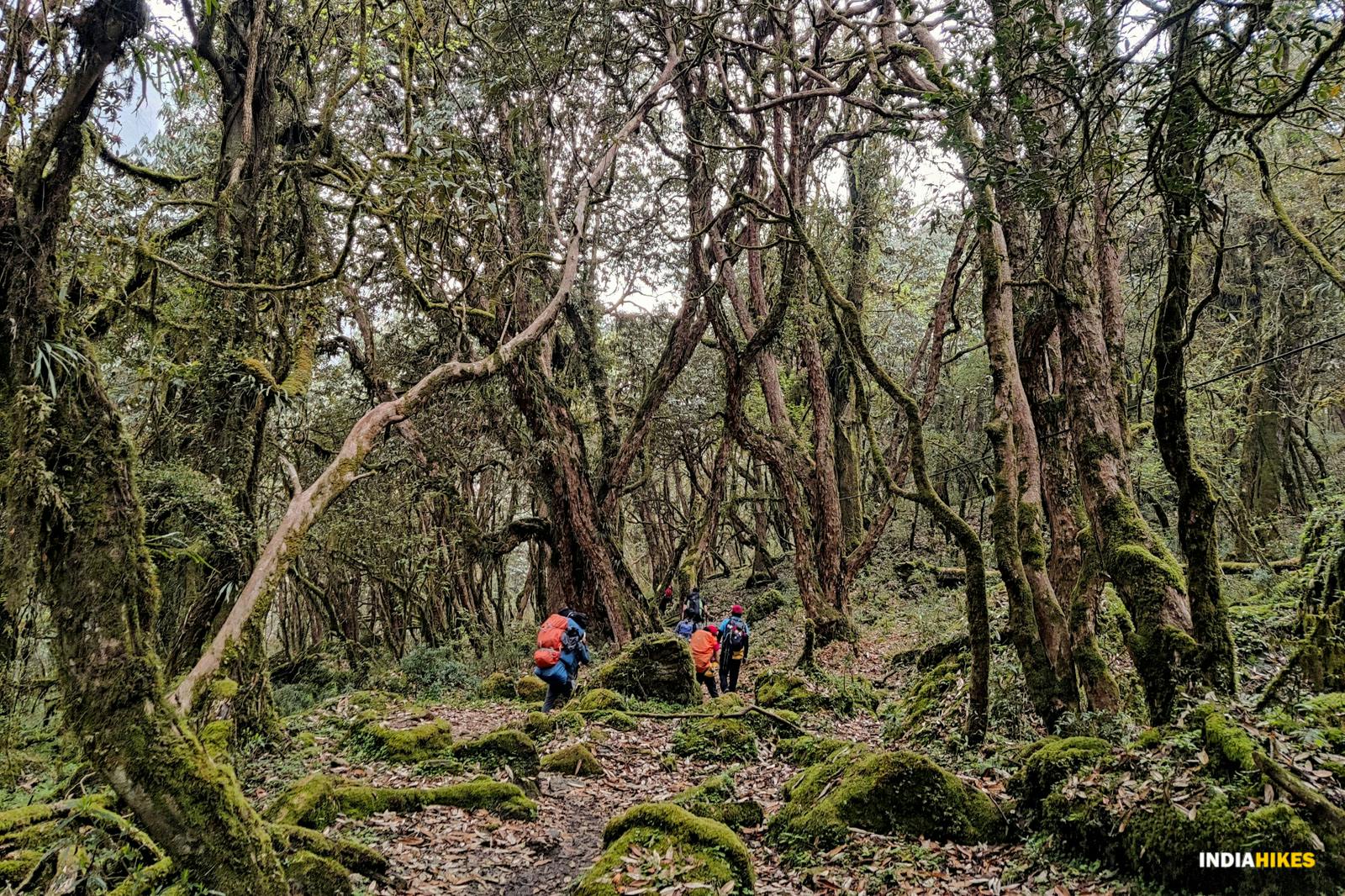 8d1fcb12 65ee 4341 a9e4 ef3a648b990a forest trail khopra ridge nitesh kumar indiahikes