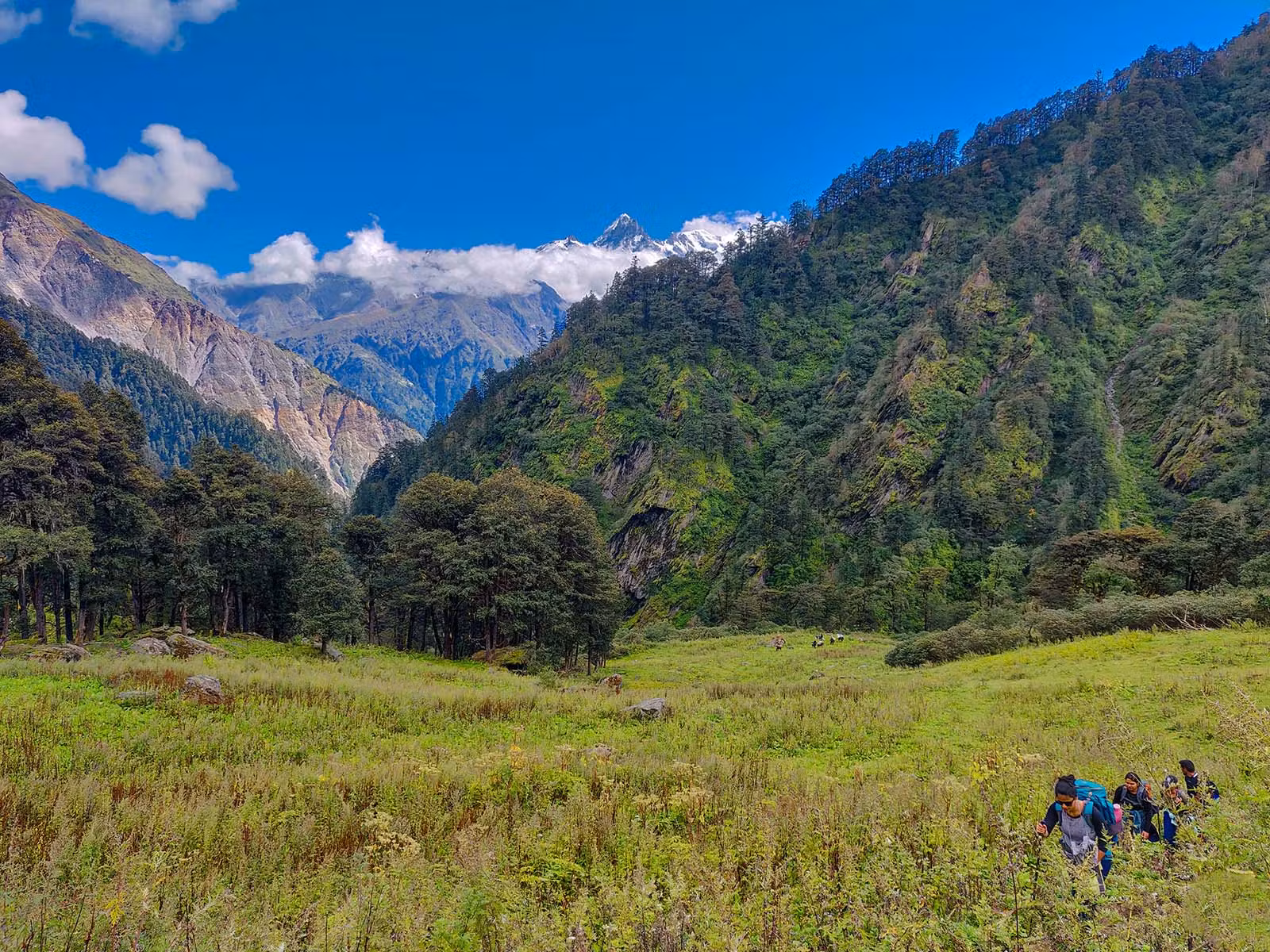 8e7c0aaa 2c12 4b4d 8bc4 b5f1410d0f7b gidara bugyal gb nithesh indiahikes  %2827%29