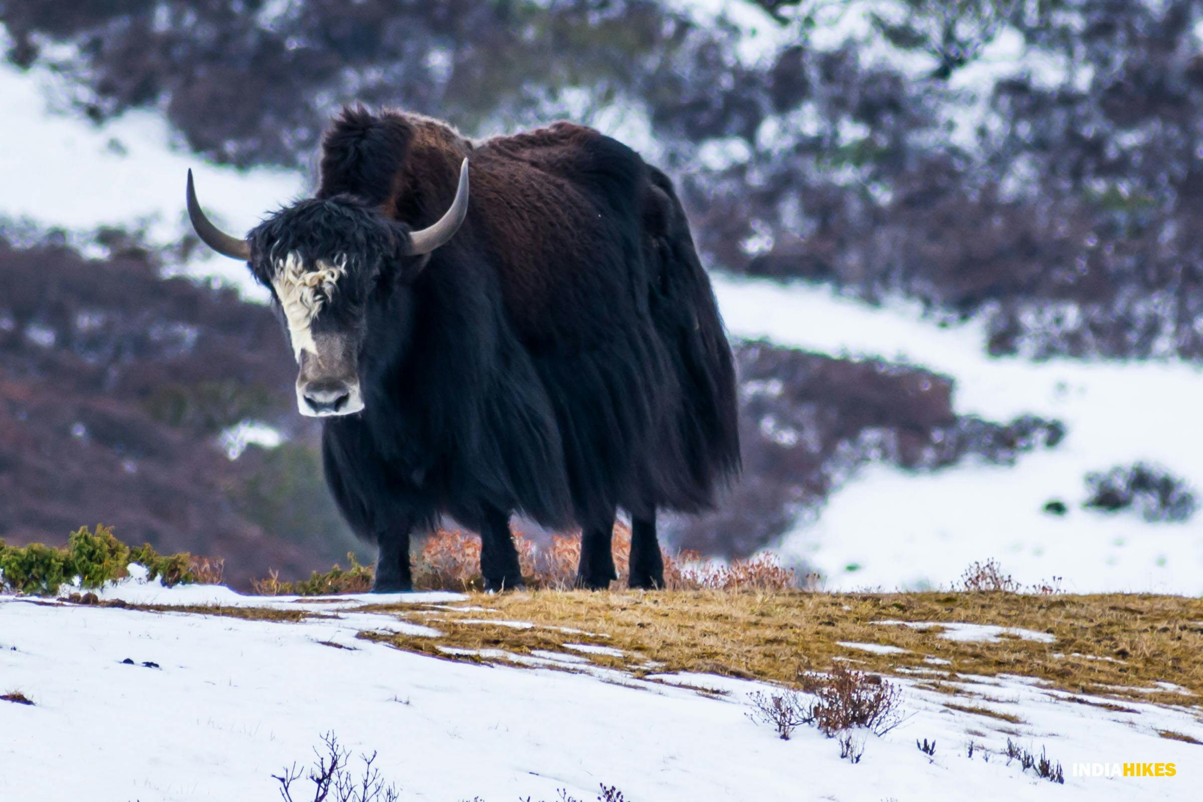 b9179e4d d61a 4965 b129 56a9fa2b148f goechala gcl indiahikes sadguru yak