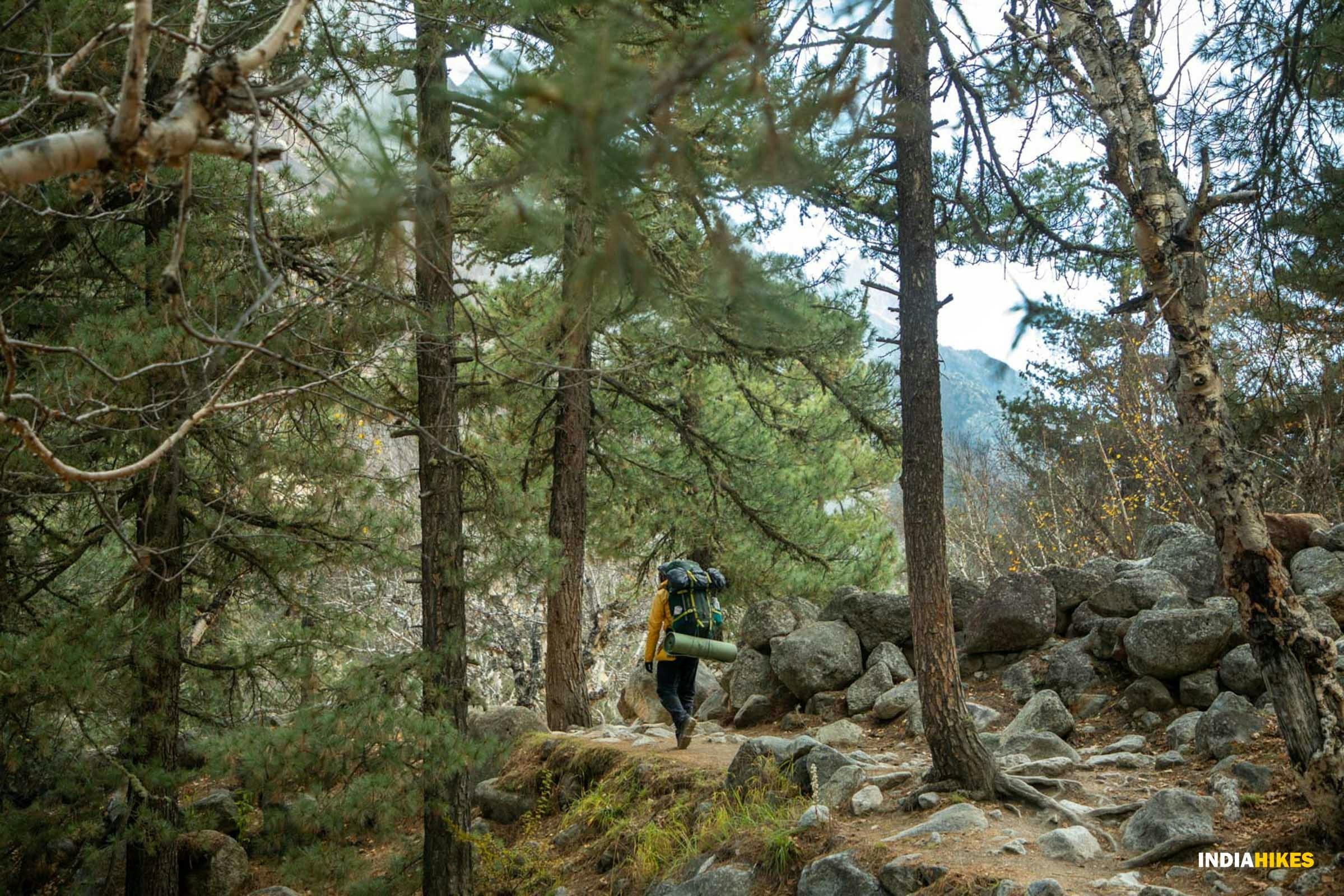 bb2ccd5c af3d 4605 9561 6934d7c25dfb gamukh tapovan jothiranjan autumn season october 2022 trekkers on trail forest section to bhojbasa 
