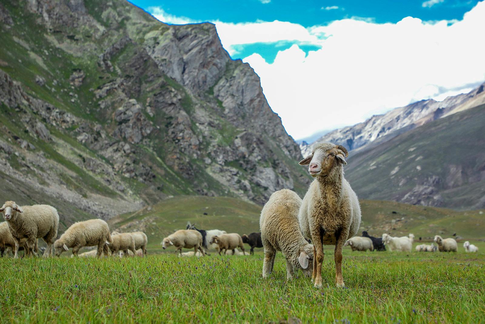 c5941d75 b4a5 4d42 b21b 173b14221da9 miyar valley indiahikes jothiranjan sep2021  %2834%29