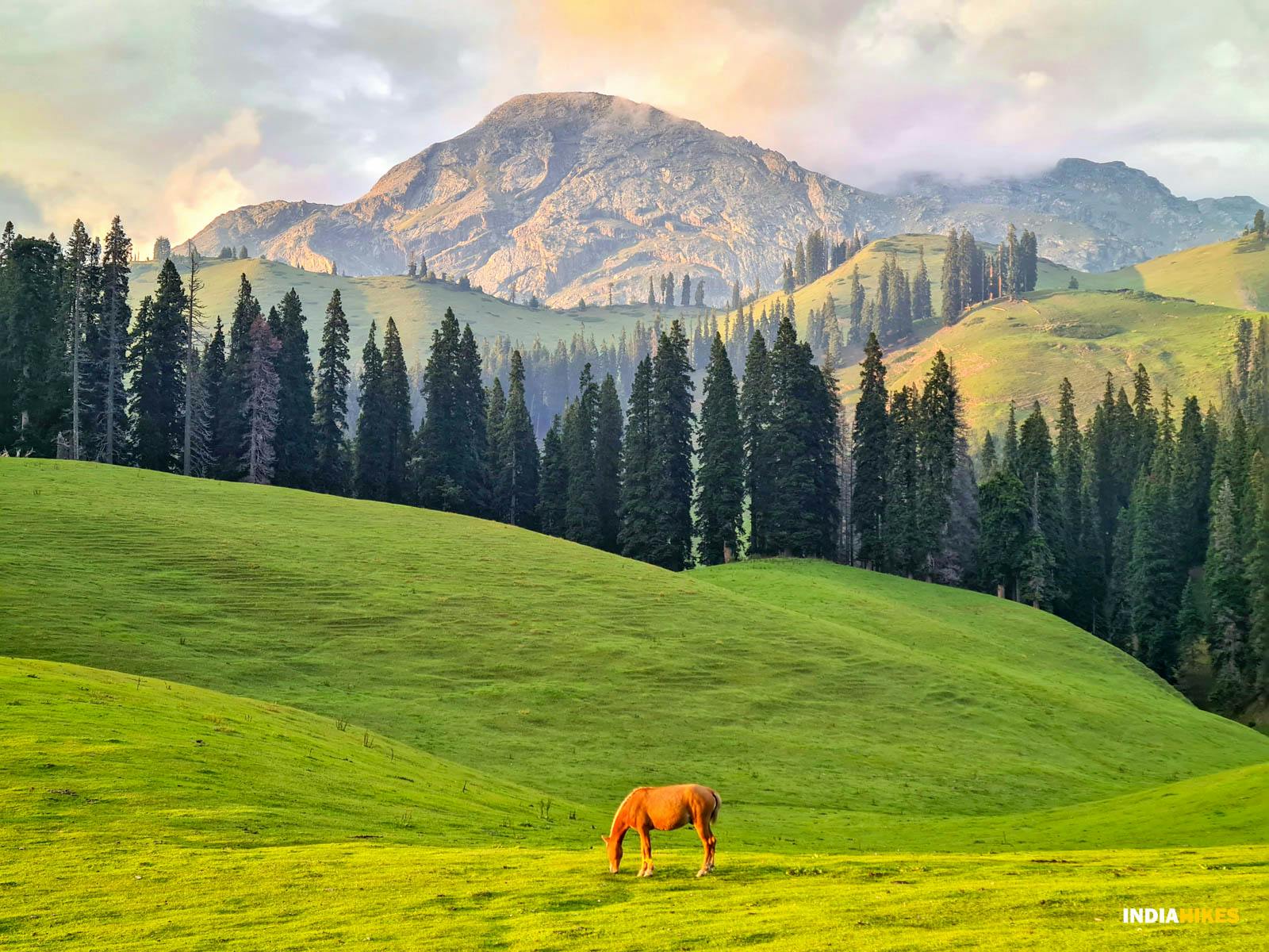 ca3c4598 9ecf 4e3b 83ae f03f7ef4902c nafran valley  vishal pawar a horse grazing on the meadows of bhaj margi   vishal pawar