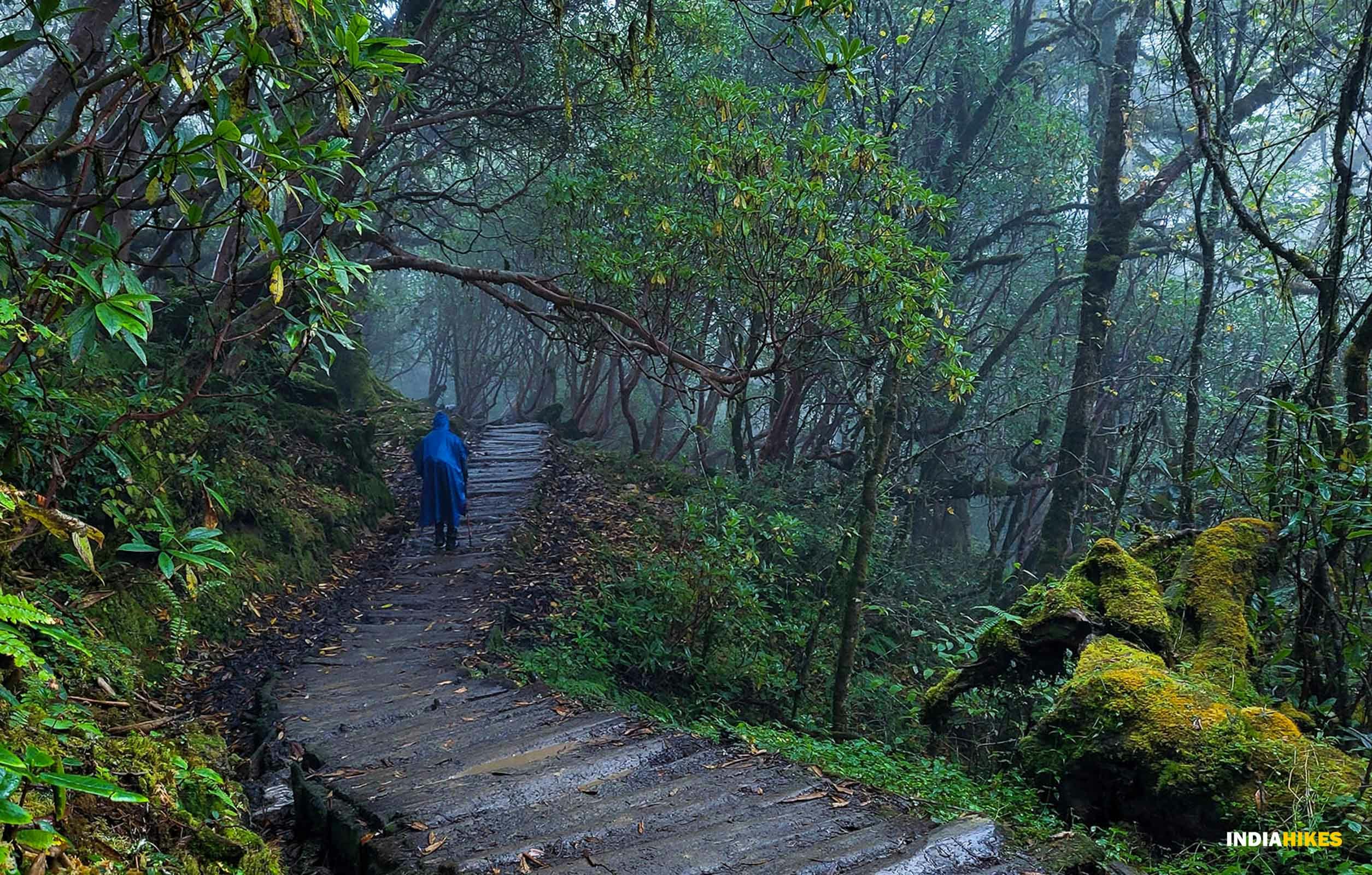 ce5bfe93 7482 4955 b190 16b5ed8fff8f goechala ganesh devadiga trekker walking through misty jungle on drenched wooden log taril