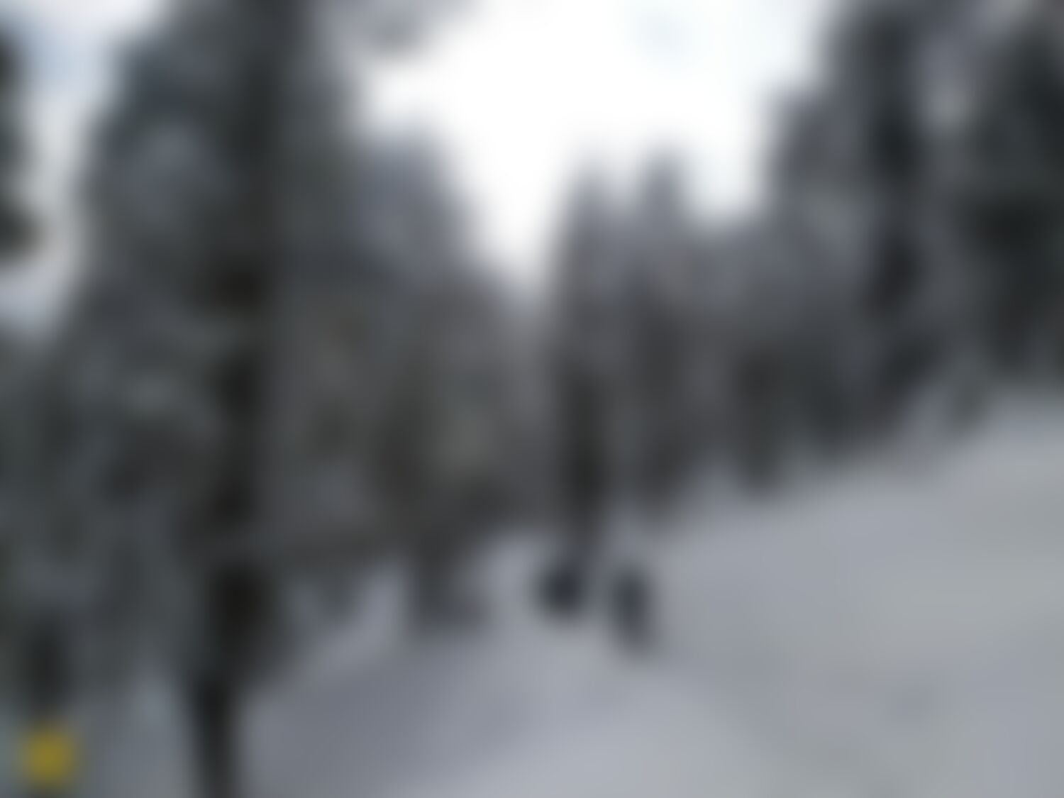 low-preview-d84f35d3 e035 4f2f a51e bfecbdbcda1d dayara bugyal db pranav dharamsey4 snow trailwithtrekkers