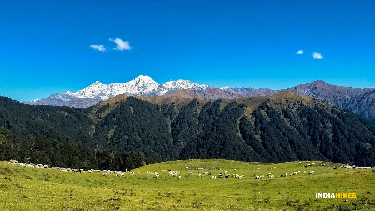 Dayara Bugyal - Indiahikes - Sheep grazing on the meadows of Dayara - Swathi Chatrapathy 