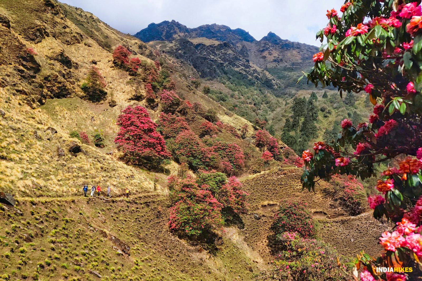 e715a82f 1f2f 47a9 b086 e69a98f32065 rhodos in full bloom khopra ridge nitesh kumar indiahikes