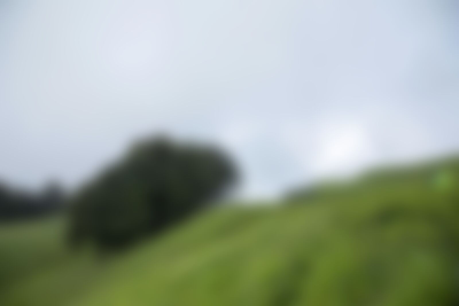 low-preview-e8ec5f09 bd5b 43b3 928c 8619ff2fc274 bhrigu lake bl indiahikes jothiranjan august 2021 meadows trailwithtrekkers