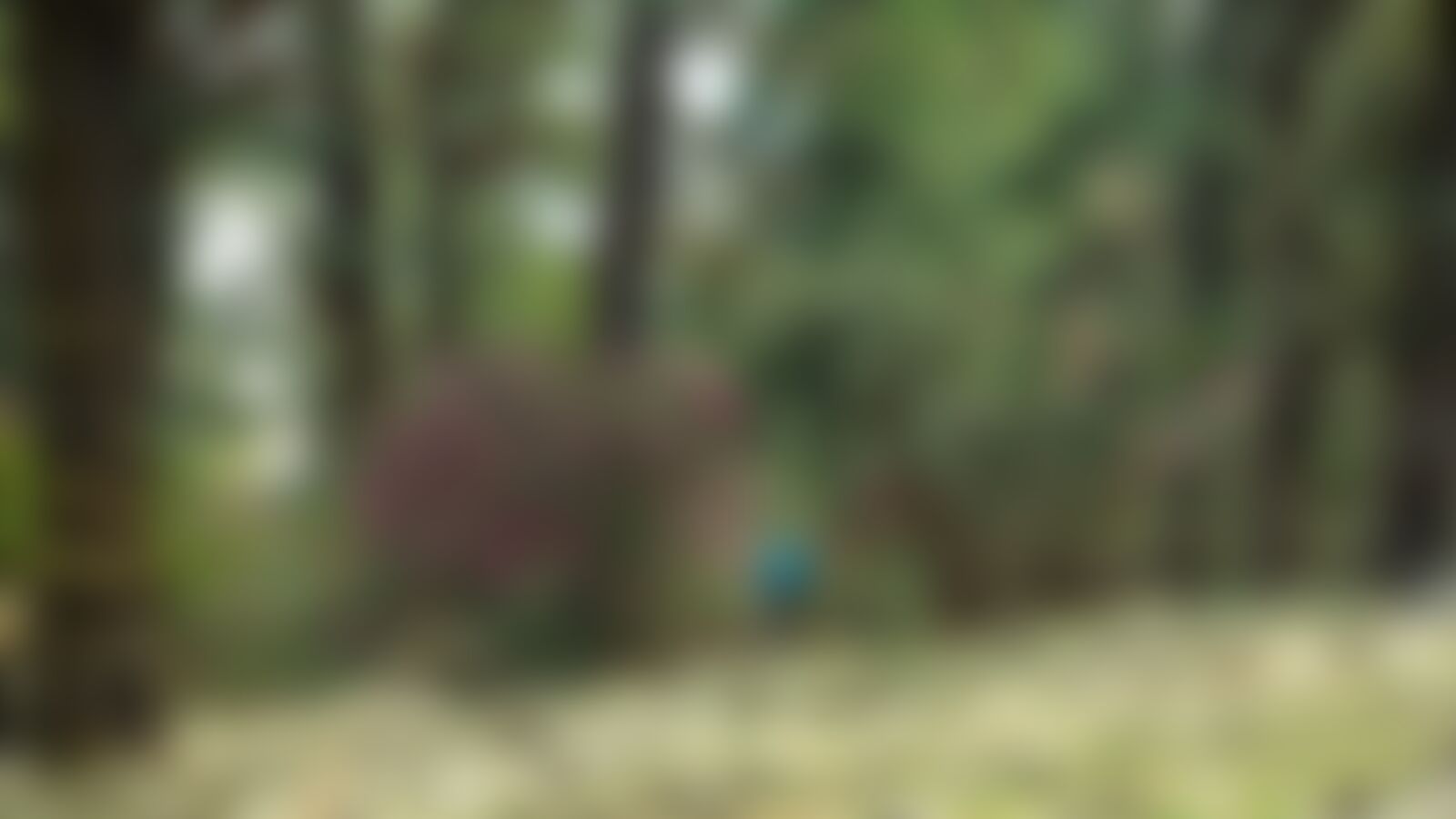 low-preview-fe02fc4c 6aed 42c5 863b 4138dffdd11f pangarchulla trek pg indiahikes jothiranjan khullara to tapovan forest 18