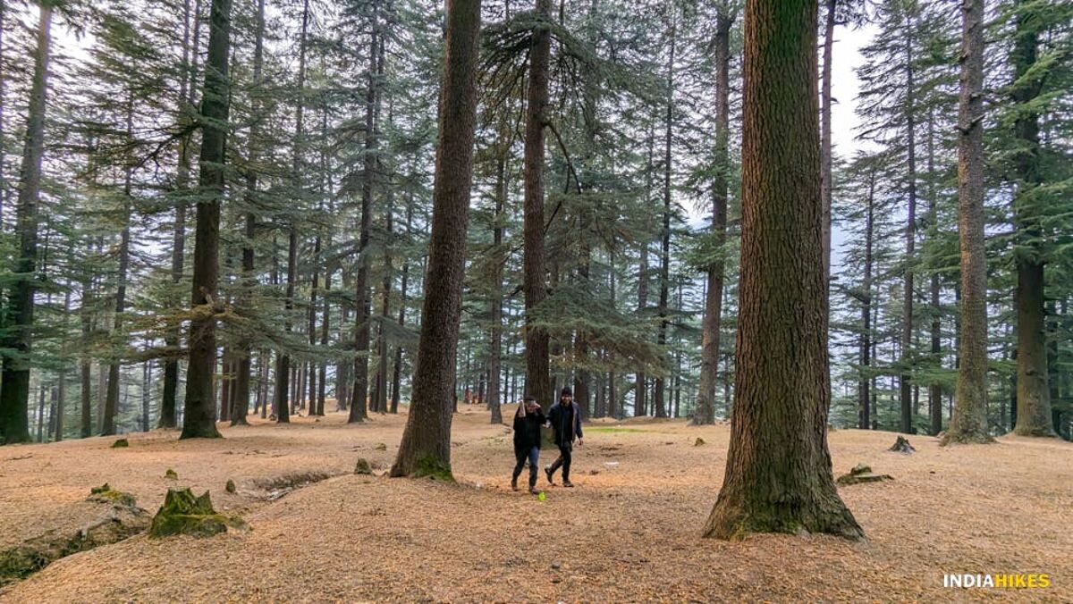 zgudgst2uucvbuh1 bijlimahadevforestsection2