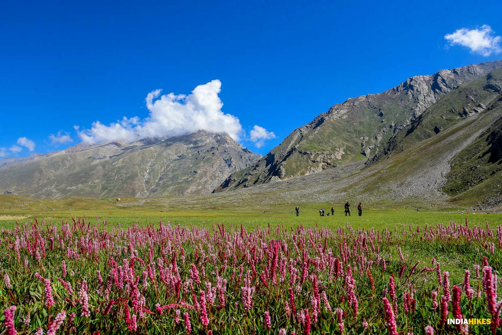 zh0fldjcgu4jz0oo miyarvalley mv vishwaskrishnamurthy meadows yolingmeadows flora  2 