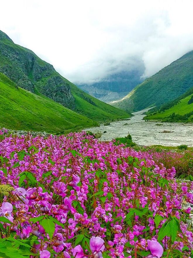 zidysppdc1hukssi valleyofflowers pavanjain bloomingflowersofthevalley