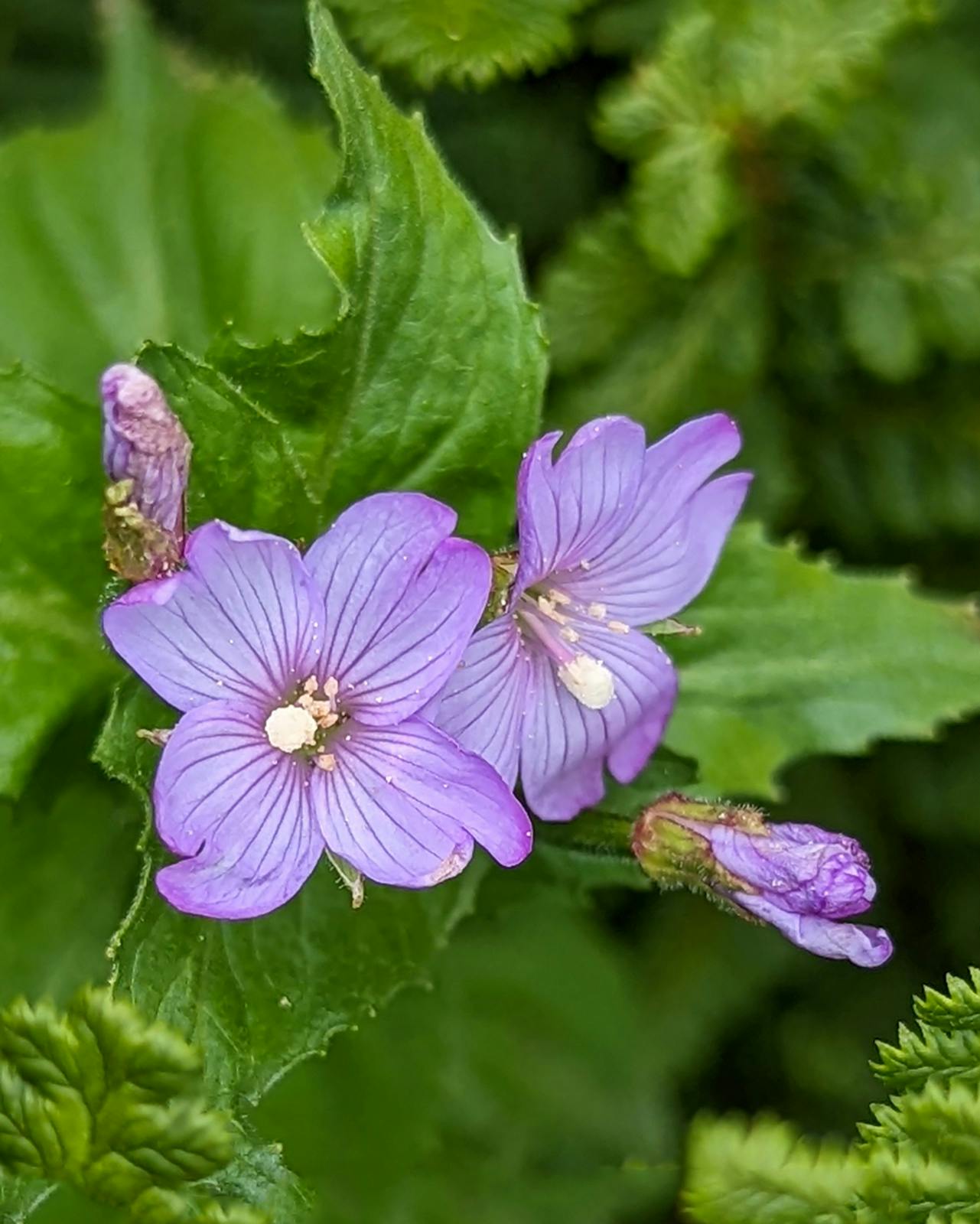 ziedh pdc1huksie valleyofflowers akshaykevin august2022 veronicalaxa