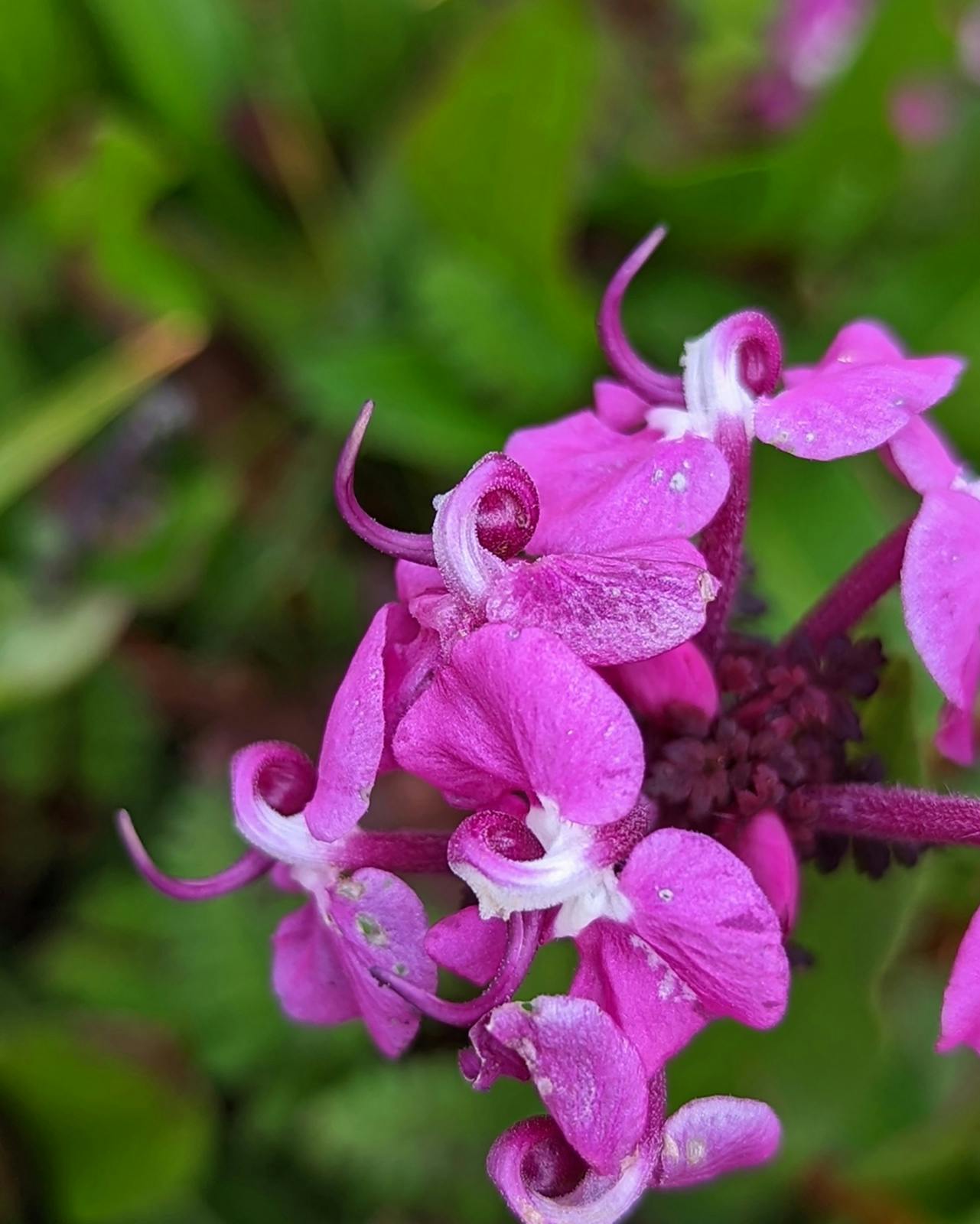ziedhvpdc1huksic valleyofflowers akshaykevin august2022 pedicularispunctata