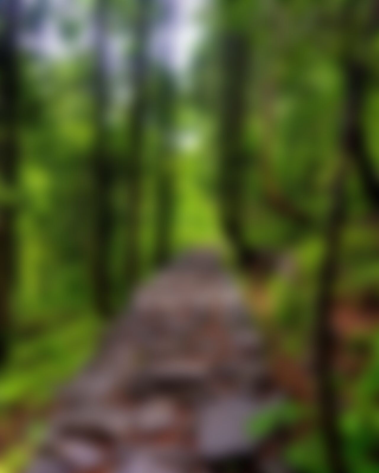 low-preview-ziedjppdc1huksij valleyofflowers vof thanashyamraj lush green trails towards vof 1 