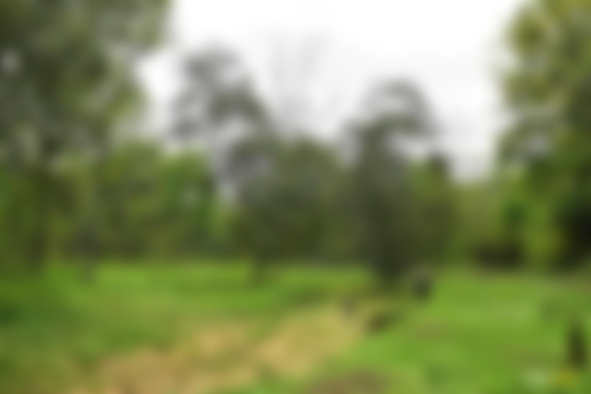low-preview-zpsuxr5lenntxjr1 60 1