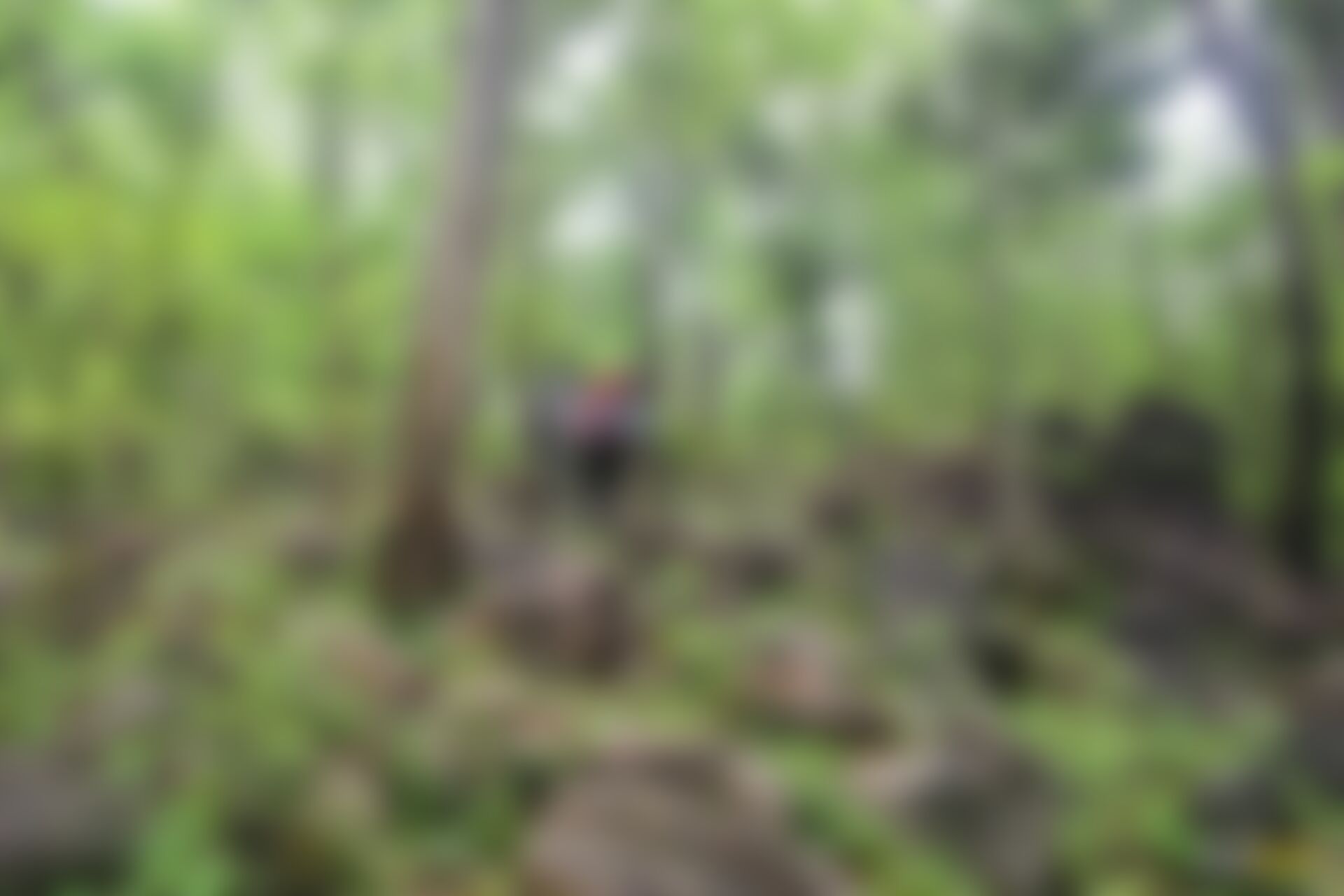 low-preview-zpsvfx5lenntxjsm 170 1
