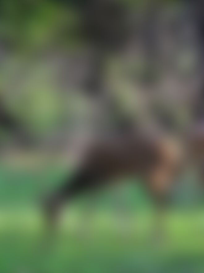 low-preview-zpswyb5lenntxjse 255 1